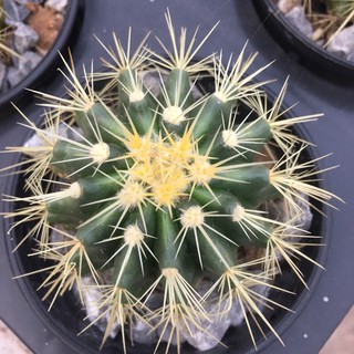 ถังทอง5-8  ซม. #แคคตัสราคาถูก# แคคตัสถังทอง (Golden barrel cactus)# กระบองเพชร # พืชทนแล้ง # ต้นไม้ทะเลทราย # อิชิโน