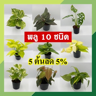 💥 โปร 9.9 💥 [5 ต้น ลด 5%] พลู 10 ชนิด 🌱 กระถาง 3-4 นิ้ว พลูบราซิล พลูฉลุ พลูด่าง พลูทอง พลูงาช้าง พลูหินอ่อน พลูสนิม