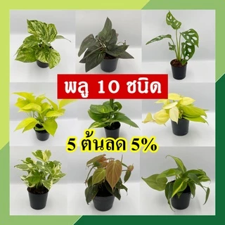 [5 ต้น ลด 5%] พลู 10 ชนิด 🌱 กระถาง 3-4 นิ้ว พลูบราซิล พลูฉลุ พลูด่าง พลูทอง พลูงาช้าง พลูหินอ่อน พลูสนิม