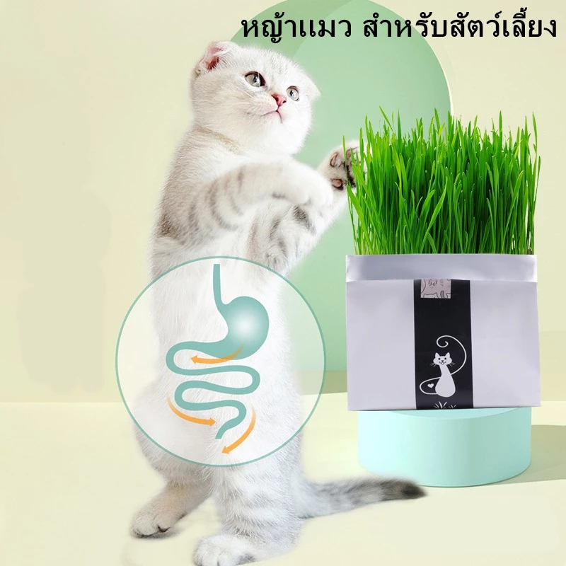 ชุดปลูกข้าวสาลี หญ้าแมว ข้าวสาลีแมว สำหรับ หมา แมว หนู กระต่าย นก และสัตว์กินหญ้าอื่นๆ