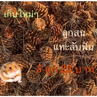 สูกสน 5-20 ลูก  pine cones  diy พร๊อบถ่ายรูป  ลับฟันสัตว์ฟันแทะ แฮมเตอร์ แม่น กระรอก