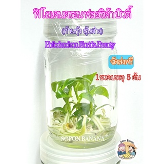 ฟิโลเดนดรอน ก้ามกุ้ง ลุ้นด่าง (Philodendron Florida Beauty)  เพาะเลี้ยงเนื้อเยื่อ 1ขวด บรรจุ 3 ต้น **** จัดส่งฟรี****