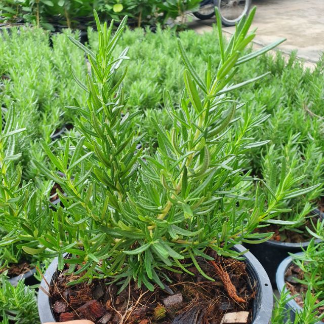 ต้นโรสแมรี่ (Rosemary) กระถาง 8 นิ้ว