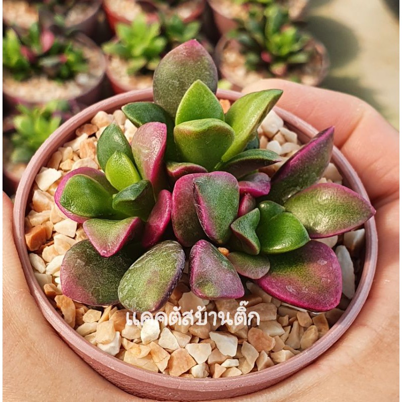 ลูกชุบกอใหญ่ๆ ไม้อวบน้ำ Succulent กุหลาบหิน แคคตัส กระบองเพชร 1 กระถางมีประมาณ 2-3 ต้น ขนาดประมาณ 5-6 cm