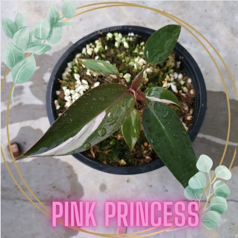 พิ้งค์ ปริ้นเซส  ฟิโลเดนดรอน พิ้งค์ ปริ้นเซส Philodendron Pink princess