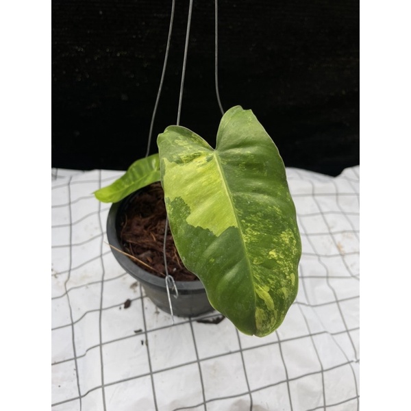 Philodendron Burle marx variegated