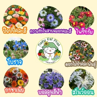 เมล็ดพันธุ์ รวมชุด ดอกไม้ ปลูกง่าย ดอกสวย ทานตะวันแคระ/เดซี่ขาว/คาโมมายล์/บานชื่น/กุหลาบเลื้อย/ฟอร์เก็ตมีน็อต ราคาถูก