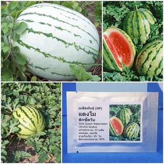 เมล็ดพันธุ์ แตงโม ดิกซี่ควีน (Dixie Queen Watermelon Seed) บรรจุ 20 เมล็ด คุณภาพดี ราคาถูก ของแท้ 100%