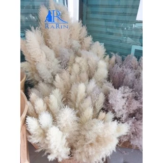 🔖Sale🔖ดอกเลา🌾สีขาวทอง ต้นฤดู ขนาด 30-100 cm.แต่งร้าน งานแต่งาน DIY เป็นดอกไม้ธรรมชาติ พร๊อพถ่ายรูป