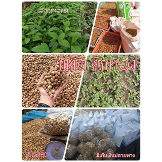 เมล็ดสักทอง เมล็ดละ150 เมล็ด 120บาท