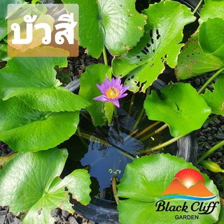 บัวสี lotus blackcliffgarden ไม้น้ำ ดอกบัว