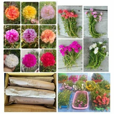 💐กิ่งคุณนายตื่นสาย 🌷กิ่งแพรเซี่ยงไฮ้ 👉เลือกสีได้ 8 กิ่ง (5บาท) สั่งขั้นต่ำ 20฿