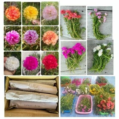 💐กิ่งคุณนายตื่นสาย 🌷กิ่งแพรเซี่ยงไฮ้ 👉เลือกสีได้ 10 กิ่ง (8บาท) สั่งขั้นต่ำ 20฿