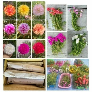 💐กิ่งคุณนายตื่นสาย 🌷กิ่งแพรเซี่ยงไฮ้ 👉เลือกสีได้ 10 กิ่ง (8บาท) สั่งขั้นต่ำ 20฿