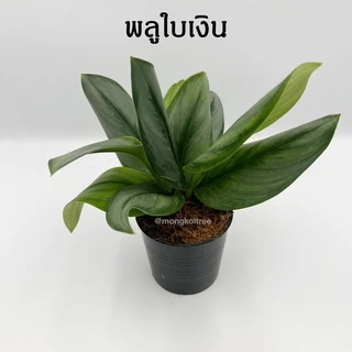 [5 ต้น ลด 5%] พลู 10 ชนิด 🌱 กระถาง 3-4 นิ้ว พลูบราซิล พลูฉลุ พลูด่าง พลูทอง พลูงาช้าง พลูหินอ่อน พลูสนิม