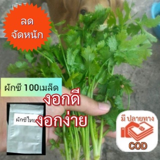 เมล็ดผักชี 100เมล็ด ผักชีไทย ผักชีทั่วไป กลิ่นหอม ปลูกง่ายเมล็ดพันธุ์