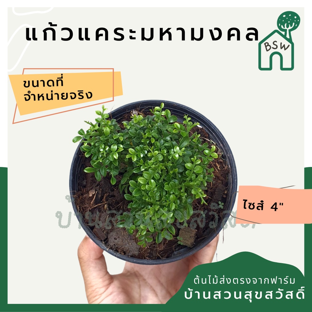 แก้วแคระมหามงคล ในกระถาง 4 นิ้ว ไม้ดอกสีขาว มีดอกหอม - รูปที่ 2