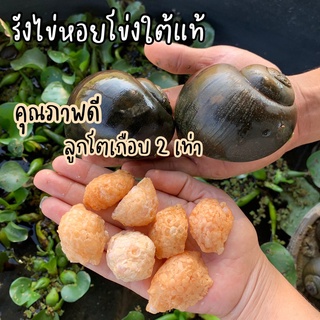 🐚ไข่หอยโข่งใต้🍃ชุดใหญ่ 10 รัง รังไข่หอยโข่งใต้ คุณภาพดี ลูกโตเกือบ 2 เท่า มีแถมทุกออเดอร์