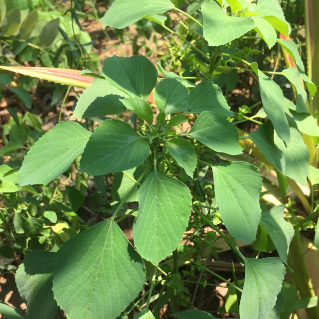 ต้นตำแยแมว20ต้น50บาท มีพร้อมส่งจ้าAcalypha indica L