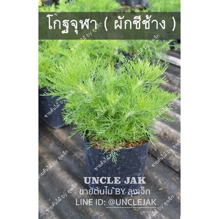 โกฐจุฬา ผักชีลาวประดับ ผักชีช้าง กดสั่งขั้นต่ำ 2 ต้น ปลูกประดับ ปลูกทำยาสมุนไพร  dogfennel