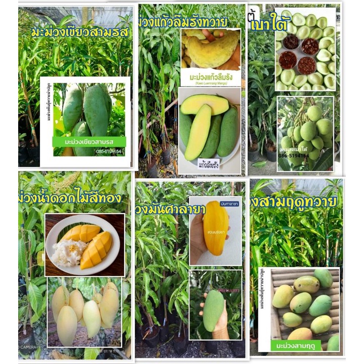 มะม่วงพันธุ์ทวายติดผลง่ายได้ทุกพื้นที่ ความสูง 80-100 ซม รับประกันความเสียหายระหว่างการขนส่ง กิ่งทาบทุกชนิด