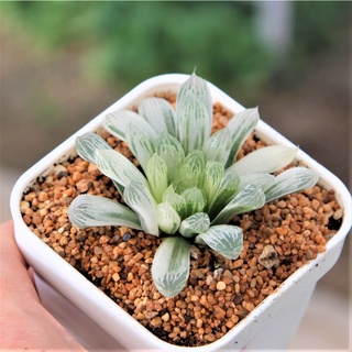 Haworthia Silver Swirl ขนาด 6-7 เซนติเมตร ในกระถาง 4 นิ้ว 1 ต้น กุหลาบหินนำเข้า ไม้อวบน้ำ