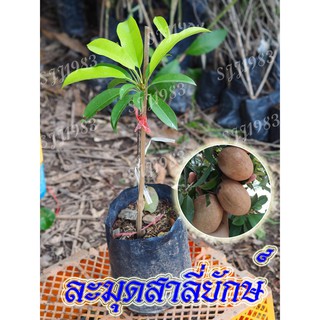 ละมุดสาลี่ยักษ์ 1 ต้น ลูกใหญ่ กลม รสชาติดี สินค้าพร้อมส่ง