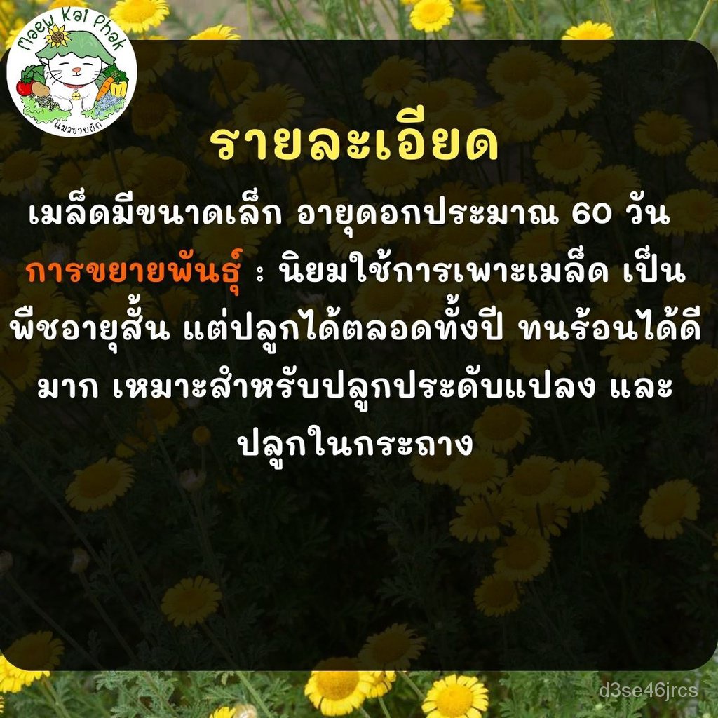 เมล็ดพันธุ์คุณภาพสูงในสต็อกในประเทศไทยเมล็ดอวบอ้วน เดซี่ มาร์กาเร็ต สี ...