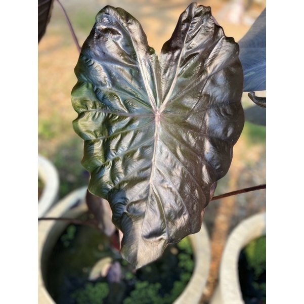 โคโลคาเซีย แบล็ค โครอลColocasia Black Coralบอนดำหน้าย่น