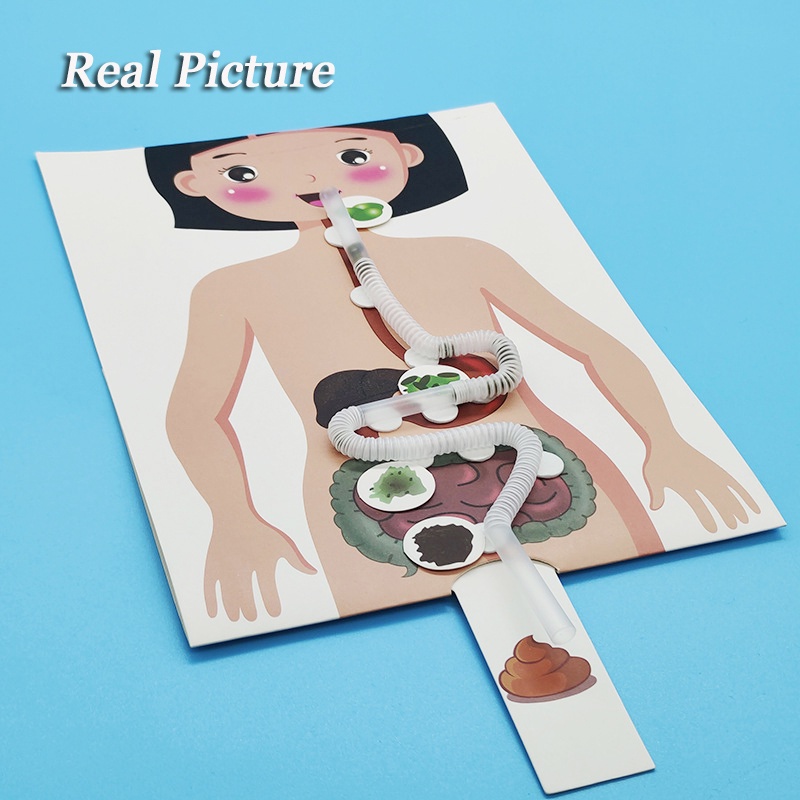 โมเดลตัวต่อระบบย่อยอาหาร ของเล่นเสริมการเรียนรู้เด็ก - รูปที่ 3