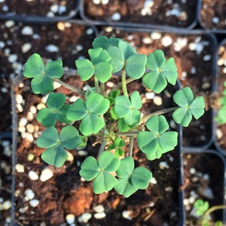 Oxalis megalorrhiza (อ็อกซาลิสแมกกาโรไลซ่า)