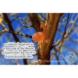 ( ยางไม้ ​) acacia gum อาหารตามธรรมชาติ​ ไม้แทะ ไม้แอปเปิ้ล ไผ่หวาน ชูการ์​ กระรอก​ ดอร์เมาส์​ บุชเบบี้​​ แฮมสเตอร์​