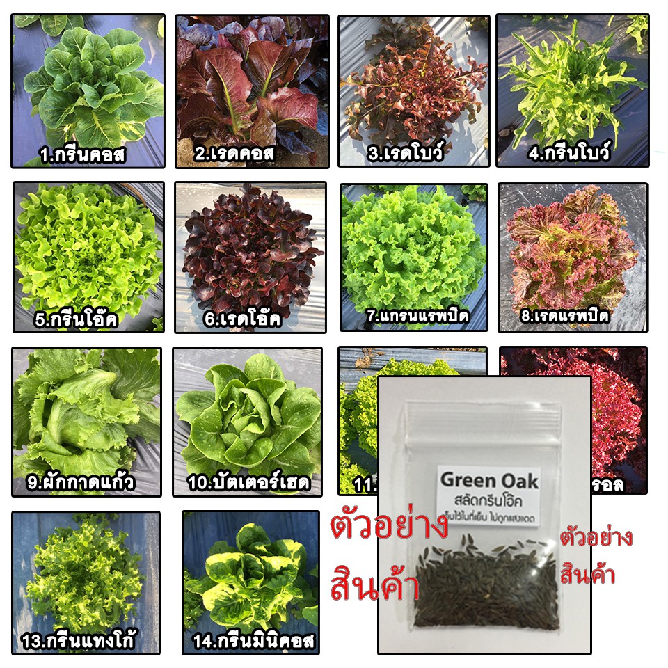 เมล็ดสลัดหลายชนิด 10 บาท 100-300 เมล็ด เมล็ดพันธุ์พืช เมล็ดผัก [10แถม1]