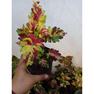 ฤาษีผสม(coleus)ขายเป็นถุง