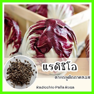 พร้อมส่ง ❗ รหัส 072 เมล็ดพันธุ์แท้ OP แท้  แรดิชิโอ - Radicchio Palla Rosa ตระกูลผักกาด คล้ายหัวกะหล่ำ เมล็ดผักสลัด