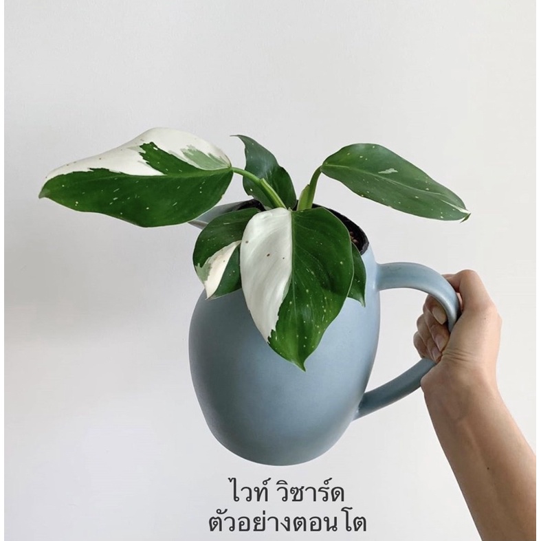 Philodendron White Wizard กระถาง 2”