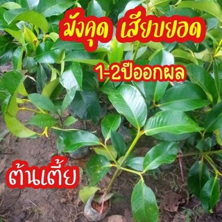 ต้นมังคุดเสียยอด มังคุดต้นเตี้ย ออกผลเร็วระยะเวลาออกผลผลิต1-2ปี ต้นพุงสวย ผลใหญ่ ลูกดก