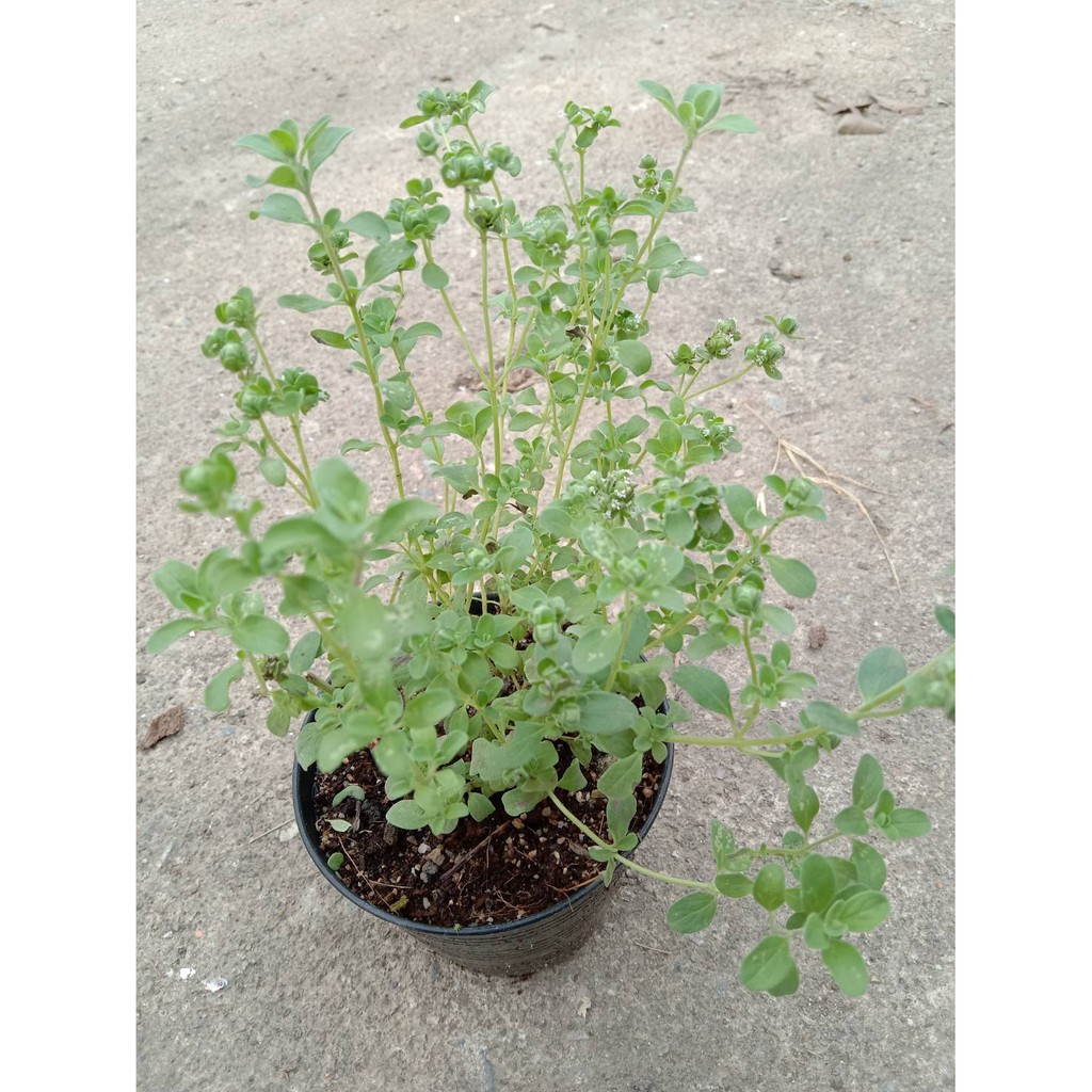 Sweet Marjoram มาร์จอแรม สมุนไพรกลิ่นหอมหวาน กระถาง4นิ้ว