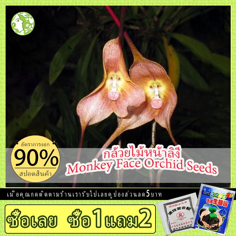 20เมล็ด เมล็ดกล้วยไม้หน้าลิง Monkey Face Orchid Bonsai Flower Seed พันธุ์ไม้หายาก เมล็ดพันธุ์ ไม้ประดับ พันธุ์ไม้ดอก