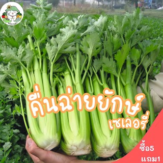 เมล็ดพันธุ์ คื่นฉ่ายยักษ์ คื่นฉ่ายฝรั่ง เซเลอรี่ Celery Utah Seed บรรจุ 1000เมล็ด เมล็ดพันธุ์นำเข้าแท้ ปลูกผัก พร้อมส่ง