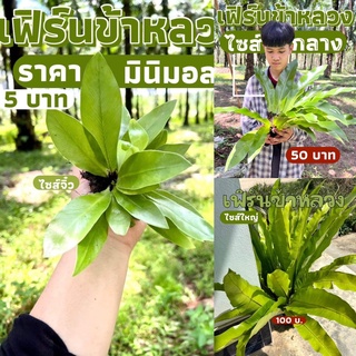 เฟิร์นข้าหลวงหลังลาย