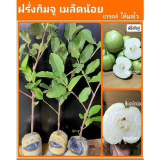 ฝรั่งกิมจู [พร้อมส่ง] รสชาติหวานกรอบ ติดผลไวดก (ในถุงชำ)