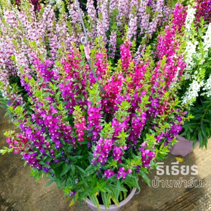 ต้นฟอร์เก็ตมีน็อต ดอกคละสี กระถาง 8 นิ้ว กอเป็นพุ่มสวย กอไซส์ใหญ่พิเศษ! สูง60-80ซม.