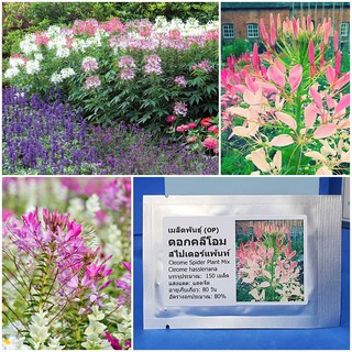 เมล็ดพันธุ์ ดอกคลีโอม สไปเดอร์แพ้นท์ , ดอกเสี้ยนฝรั่ง คละสี ( Cleome Spider Plant Mix Seed ) 150 เมล็ด ของแท้ 100%