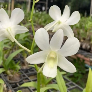 กล้วยไม้หวาย ขาว 5N ชาวิน ไวท์ Den.Shavin White 5N กระถาง 1นิ้ว เเละ3.5นิ้ว