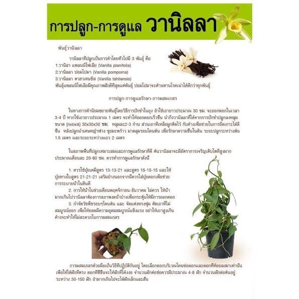 ต้นวานิลลาใบด่าง พร้อมกระถาง 6 นิ้ว ความสูง 55 ซม. (Variegated Vanilla Orchid Plant)