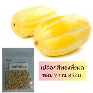 เมล็ดผัก เมล็ดพันธุ์แตงไทยทอง100เมล็ด ผลรี หวาน หอม งอกดี งอกไว พร้อมส่ง