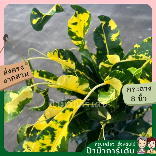 มุมมอง 3