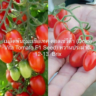 เมล็ดพันธุ์ มะเขือเทศ ดอลเซ่วีต้า (Dolce Vita Tomato F1 Seed)หวานประมาณ 12-13  Brix บรรจุ 3 เมล็ดคุณภาพดี ของแท้ 100%