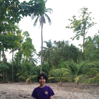 Profile violoxe